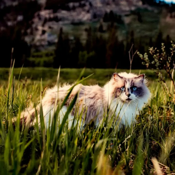 69baa8f142685.webp